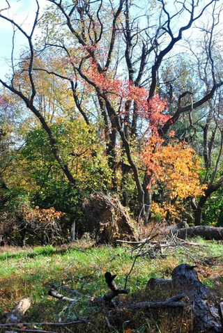 Illustration for article titled Shooting Challenge Fall Leaves Gallery 6